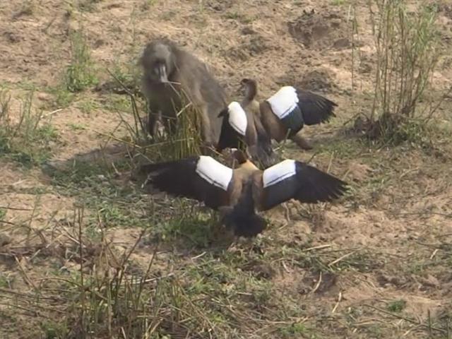 Bị cướp trứng, cặp ngỗng ”song kiếm hợp bích” tấn công khỉ đầu chó
