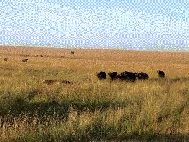 Video: Bị đàn sư tử ”đánh hội đồng”, trâu rừng kêu la thảm thiết, gọi đồng loại giải cứu