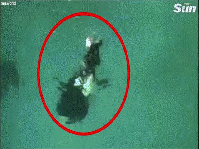 Video: Hãi hùng cảnh cá voi sát thủ ngoạm chân người huấn luyện dìm sâu xuống nước