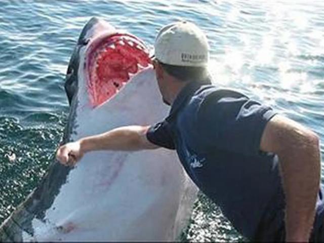 Úc: Lao xuống biển đấm cá mập trắng 3 mét liên tục để cứu bạn gái và cái kết bất ngờ