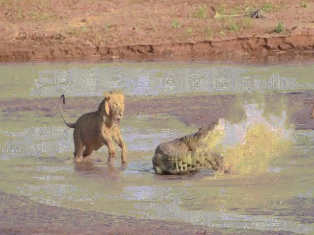 Video: Một mình kịch chiến 3 sư tử đói, cá sấu khiến đối thủ ”bẽ mặt”
