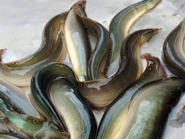 Loài cá đặc sản được ví như ”nhân sâm nước” tốt cho đàn ông, nuôi đút túi hơn nửa tỷ/năm