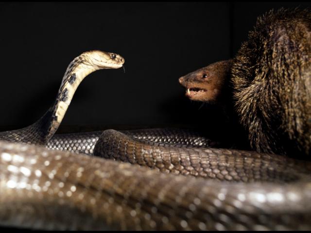 Hổ mang chúa quyết chiến với ”thiên địch của loài rắn” và cái kết bi thảm