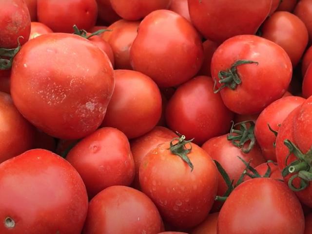 Cà chua tăng giá chóng mặt, lên đến 60.000 đồng/kg mà không có để mua