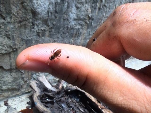 Kỳ lạ loài bé như con muỗi nhưng cho loại mật “siêu đắt”, 2 triệu đồng/lít nhà giàu săn lùng